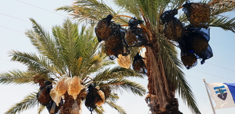 HanhHuong_Israel_2018_286
